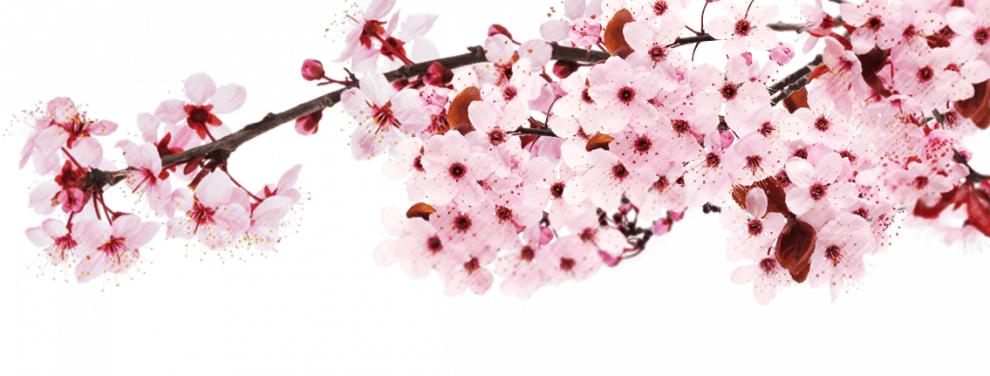 Sakura Japan Png File (black, white)