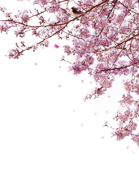 Sakura Japan Png Image (gray, white)