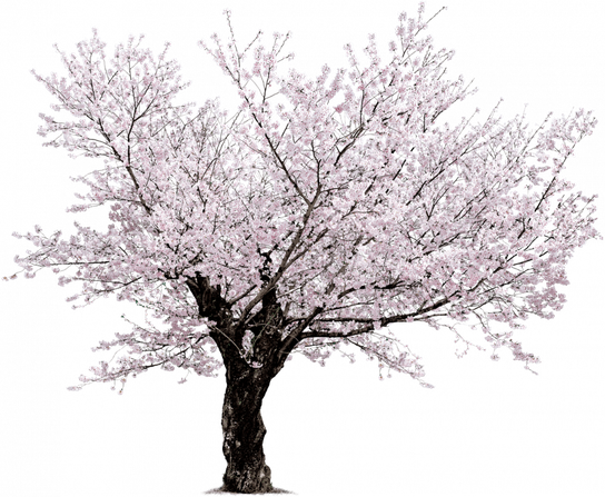 Sakura Png File (black, silver)