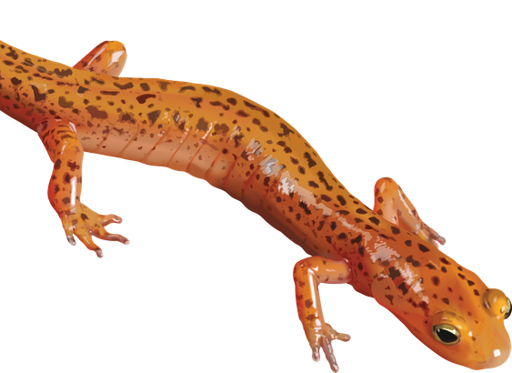 Salamander Png Clipart (black, maroon, chocolate)