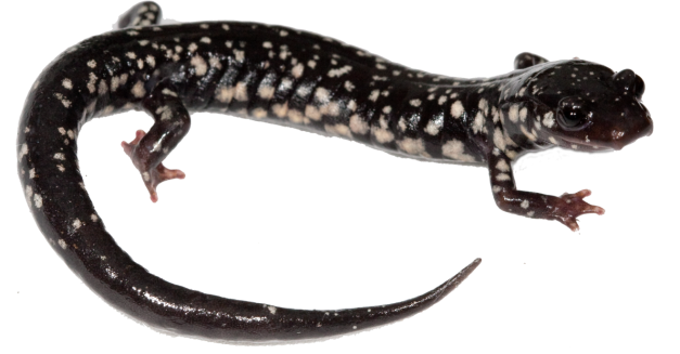 Salamander Png File (black)