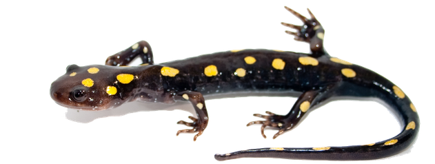 Salamander Png Image (black, silver)