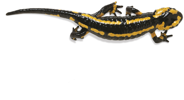 Salamander Png Photos (black)