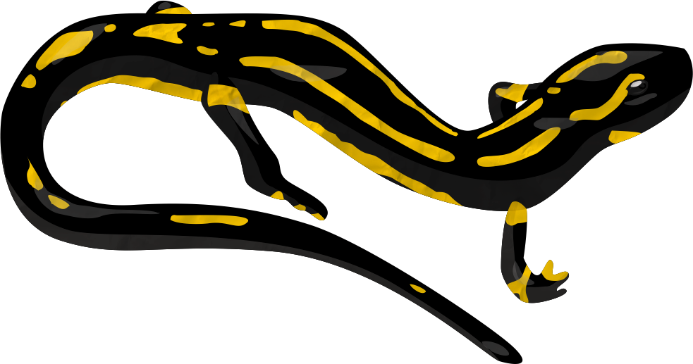 Salamander Png Transparent Image (black, white)