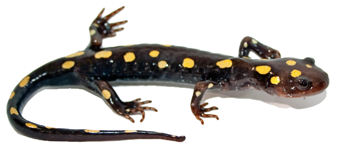 Salamander Transparent Png (white)