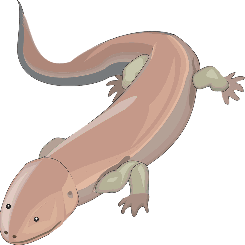 Salamanders Png Clipart (black, salmon, silver, gray)