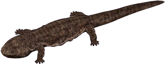 Salamanders Png File (black, maroon)