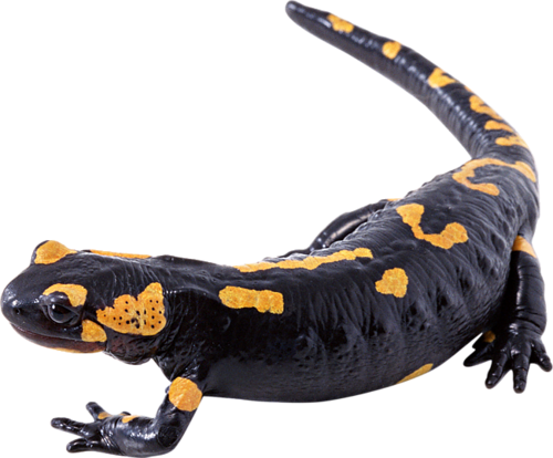 Salamanders Png Hd Isolated (black, indigo)