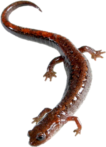 Salamanders Png Isolated File (black)