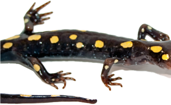 Salamanders Png Isolated Image (black)