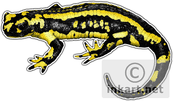 Salamanders Png Isolated Photo (black, lavender, white)