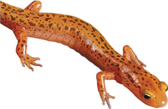 Salamanders Png Isolated Pic (black, salmon, chocolate)