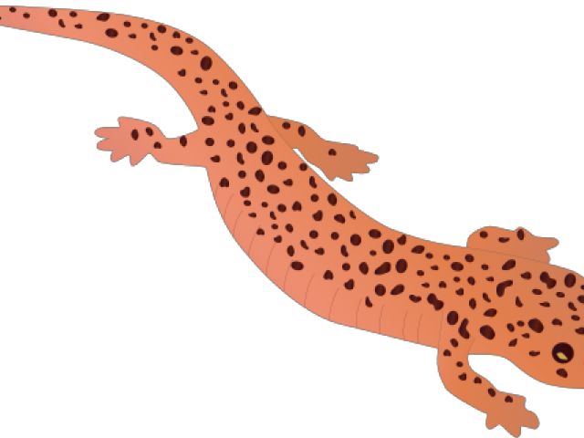 Salamanders Png Pic (black, salmon)