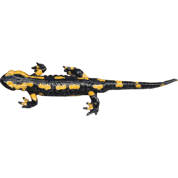 Salamanders Png Transparent (black)