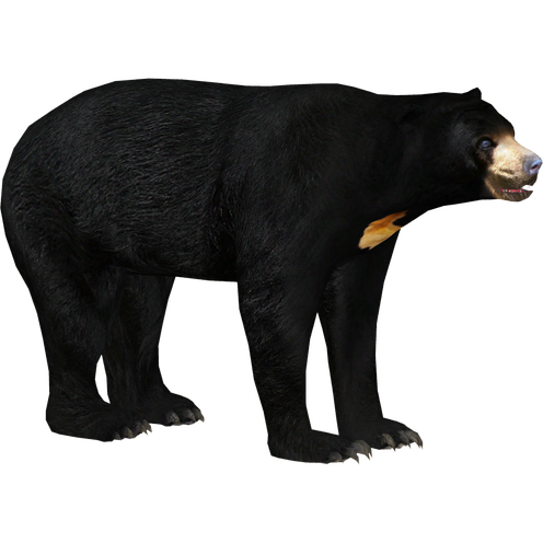 Malayan Sun Bears Png File (black)