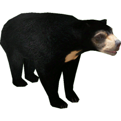 Malayan Sun Bears Png Hd (black)