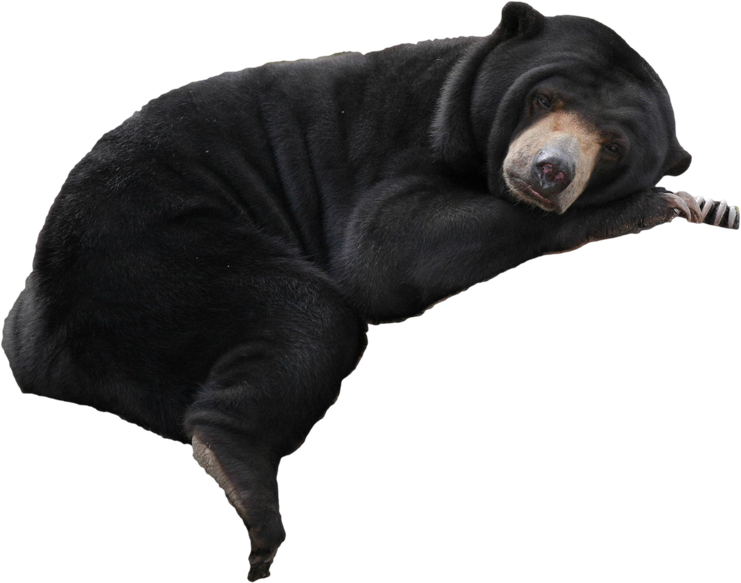 Malayan Sun Bears Png (black)