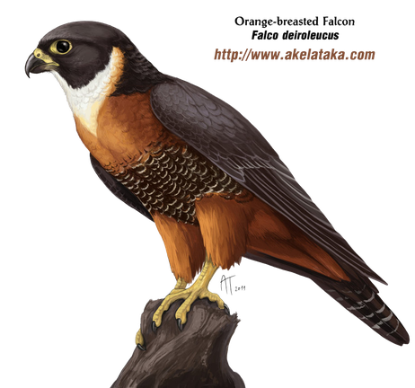 Falcon Png Photos (black)