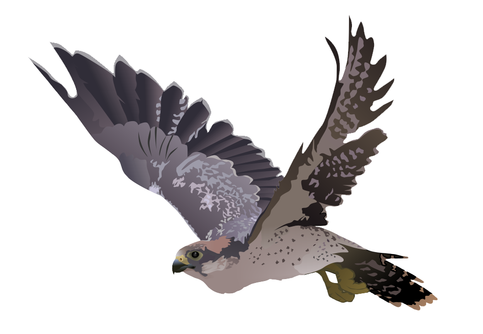 Falcon Png Transparent Image (black, gray)