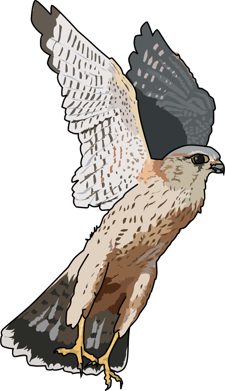 Falcon Transparent Png (indigo, gray, black, silver, pink)