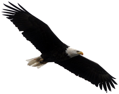 Bald Eagle Png Clipart (white, black)