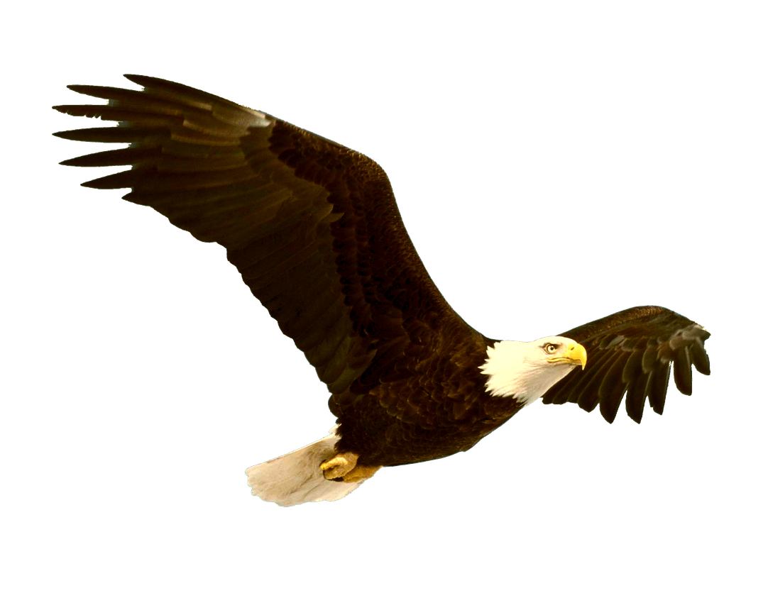 Bald Eagle Png File (black)