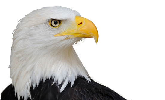 Bald Eagle Png Free Download (white, black, silver)