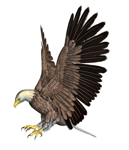 Bald Eagle Png Hd (black)