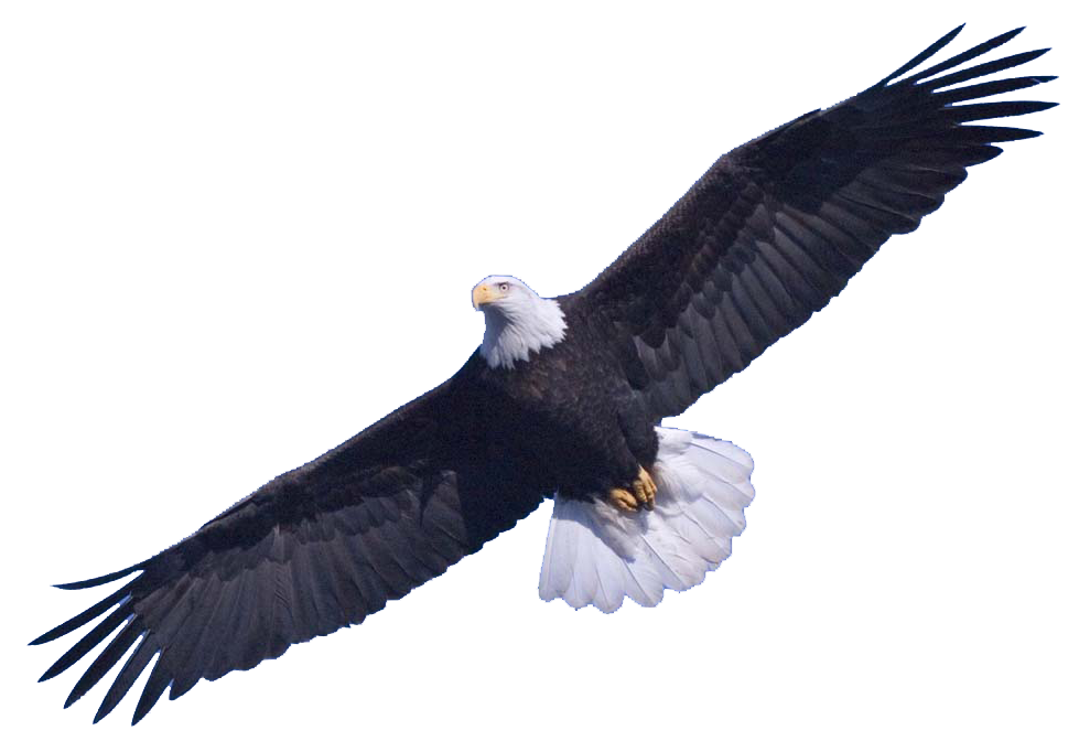 Bald Eagle Png Image (white, black)