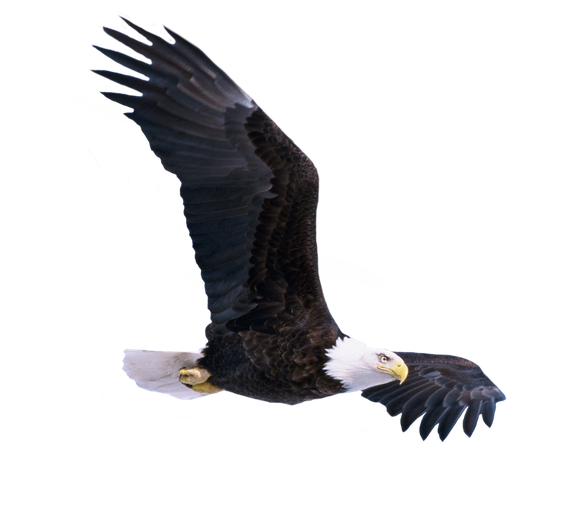 Bald Eagle Png Photo (black)