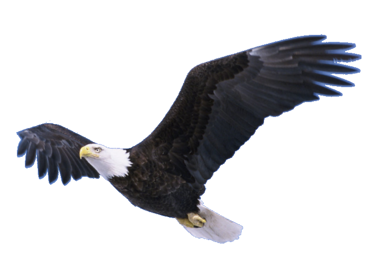 Bald Eagle Png Pic (black)