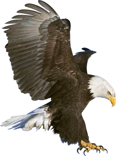 Bald Eagle Png Picture (maroon, black)