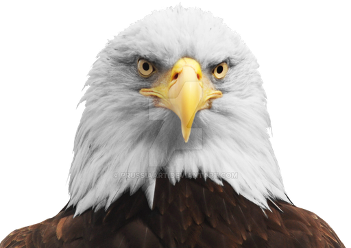 Bald Eagle Png Transparent Hd Photo (lavender, black, silver)