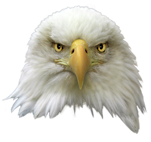 Bald Eagle Png Transparent Image (lavender, black, silver)