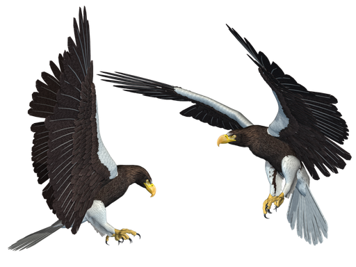 Bald Eagle Png Transparent Picture (black)