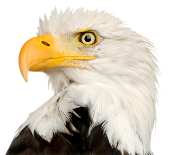 Bald Eagle Png Transparent (beige, black)