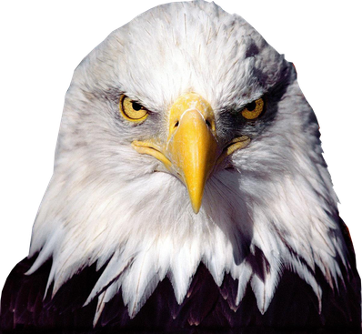 Bald Eagle Transparent Background (black)