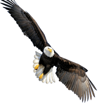 Bald Eagle Transparent Png (black)