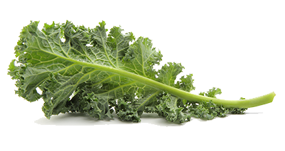 Kale Png Pic (white, gray)