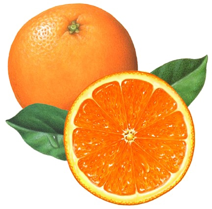 Half Orange Png File (white)