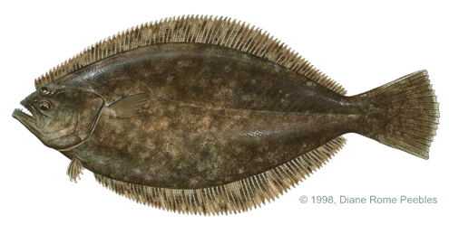 Halibut Png File (black, maroon)