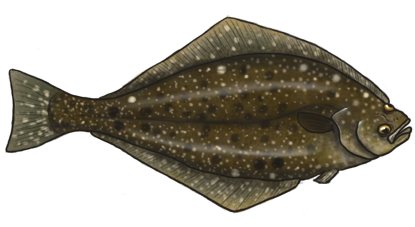 Halibut Png Image (beige, white, indigo, gray, black)