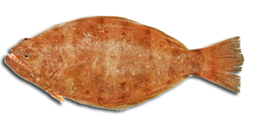 Halibut Png Photos (black, chocolate, salmon)