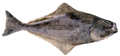 Halibut Png Pic (gray, white)