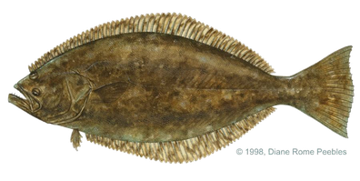 Halibut Png Transparent Image (black, olive)