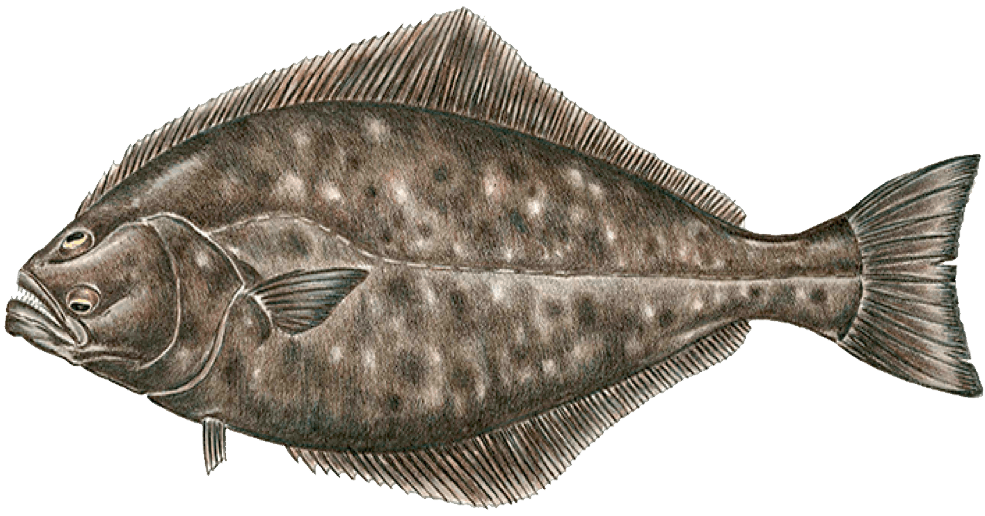 Halibut Transparent Background (black, olive, gray)