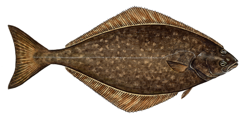 Halibut Transparent Png (beige, white)