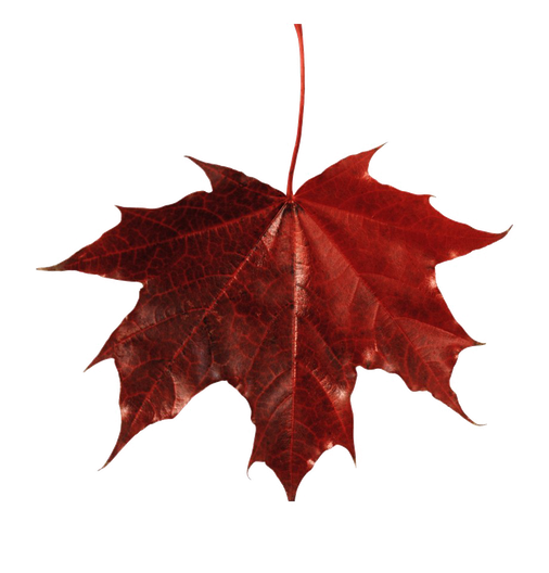 Fall Leaves Png Free Download (black, maroon, white)