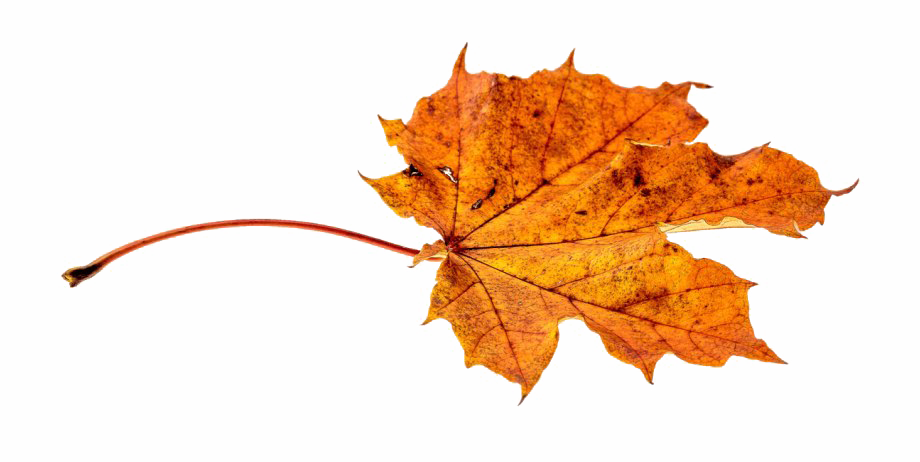 Fall Leaves Png Hd (white)