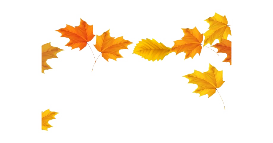 Fall Leaves Png Transparent Image (white)